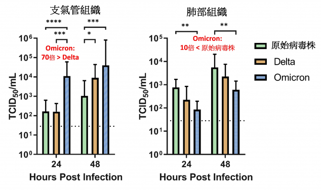 港大醫學院研究發現新型冠狀病毒變異株Omicron 較Delta更容易感染人類支氣管　但於肺部感染較弱